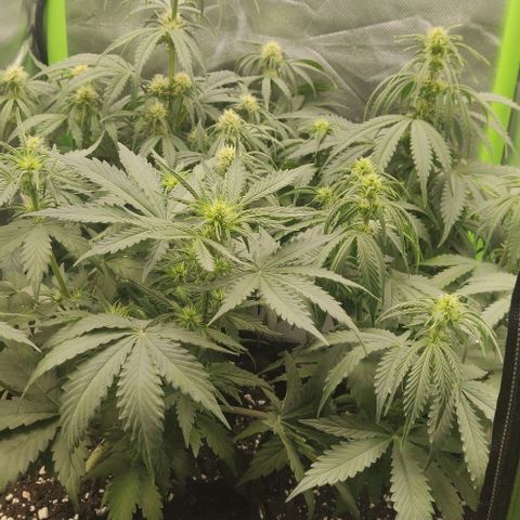 Lemon Haze Auto  growlog timeline photo