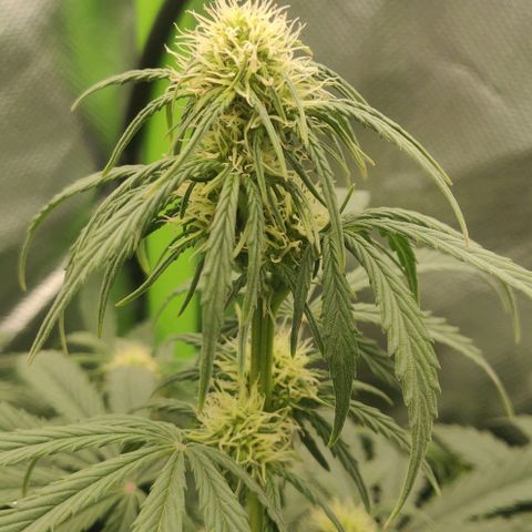 Lemon Haze Auto  growlog timeline photo