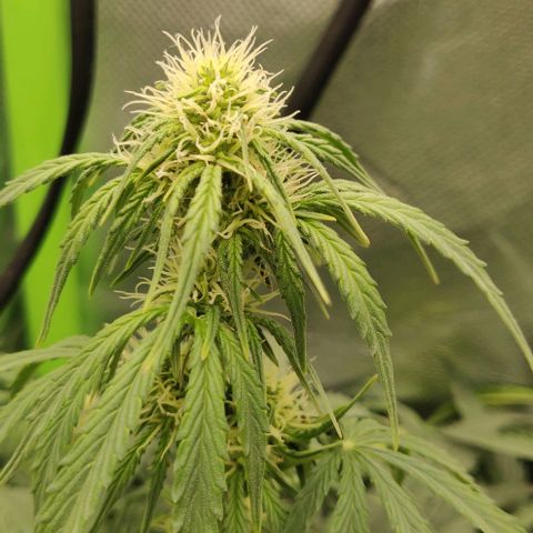 Lemon Haze Auto  growlog timeline photo
