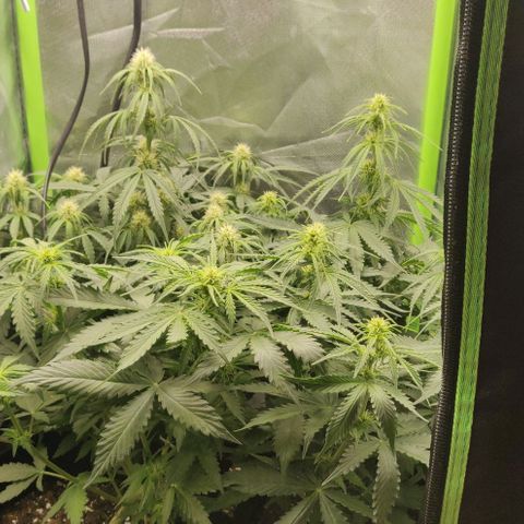 Lemon Haze Auto  growlog timeline photo