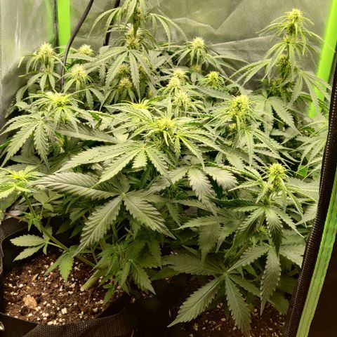 Lemon Haze Auto  growlog timeline photo