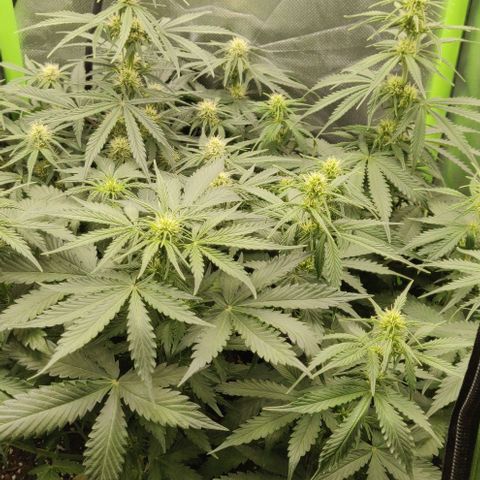 Lemon Haze Auto  growlog timeline photo