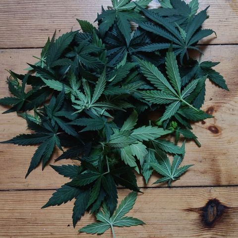 Lemon Haze Auto  growlog timeline photo