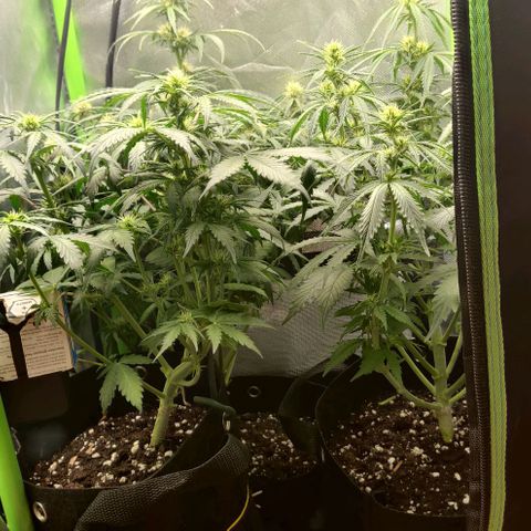 Lemon Haze Auto  growlog photo: Nach dem Lollipoppen