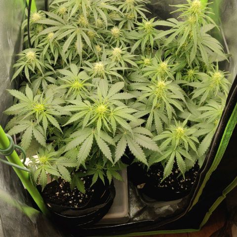 Lemon Haze Auto  growlog timeline photo