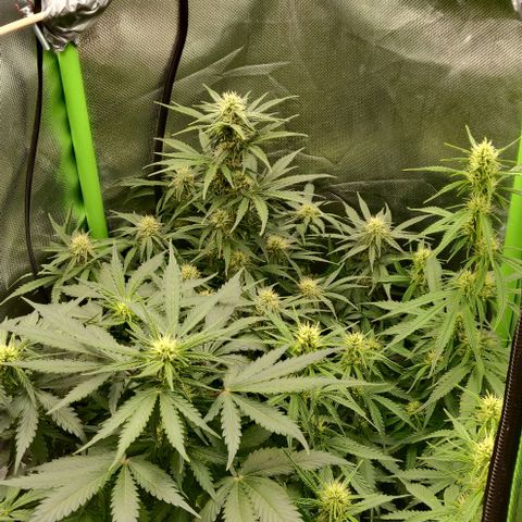 Lemon Haze Auto  growlog timeline photo