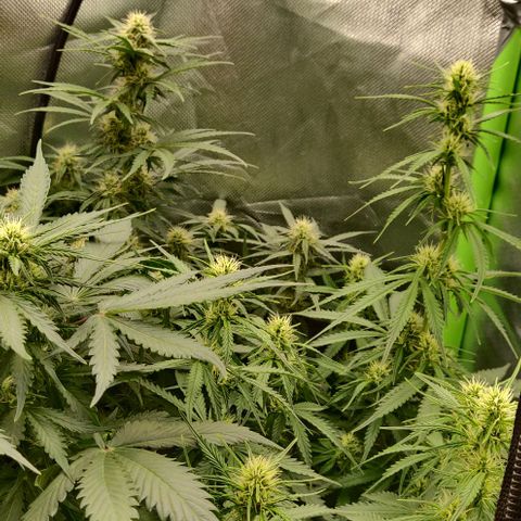 Lemon Haze Auto  growlog timeline photo