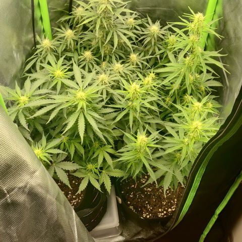 Lemon Haze Auto  growlog timeline photo