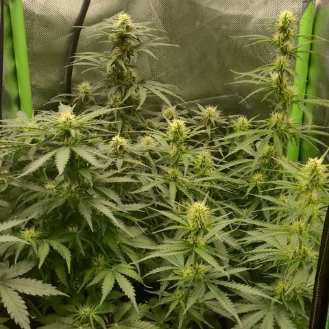 Lemon Haze Auto  growlog timeline photo