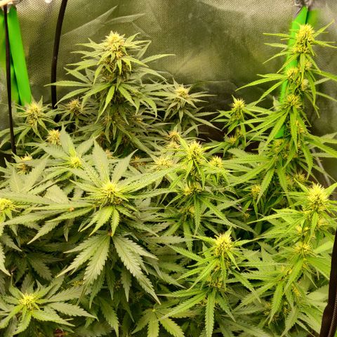 Lemon Haze Auto  growlog timeline photo