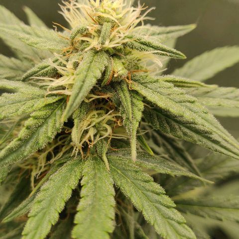 Lemon Haze Auto  growlog timeline photo