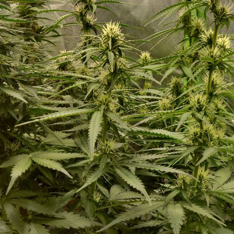 Lemon Haze Auto  growlog timeline photo