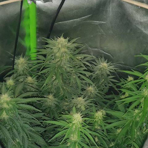 Lemon Haze Auto  growlog timeline photo
