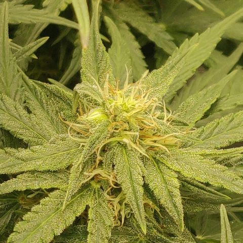 Lemon Haze Auto  growlog timeline photo
