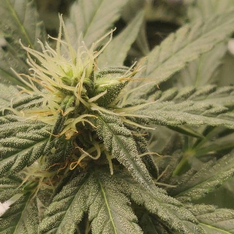 Lemon Haze Auto  growlog timeline photo