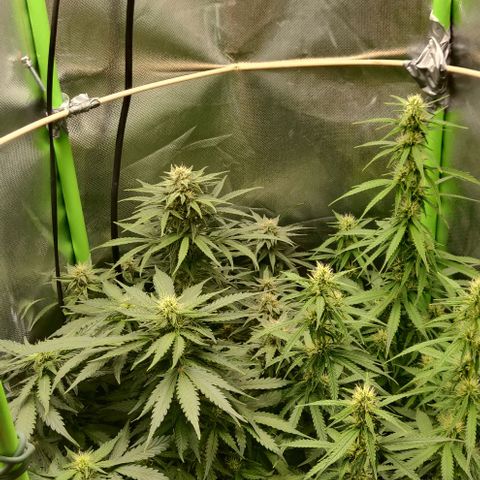 Lemon Haze Auto  growlog timeline photo