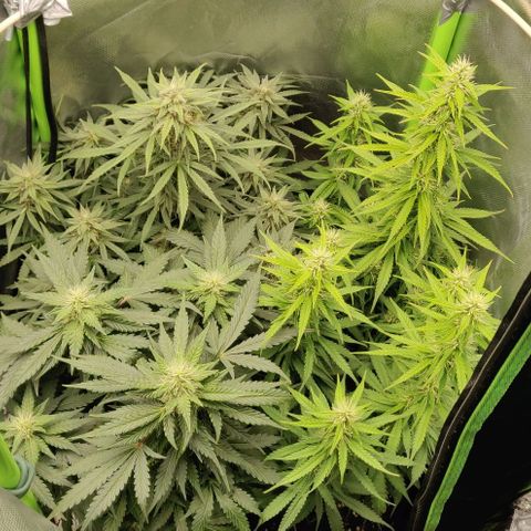 Lemon Haze Auto  growlog timeline photo