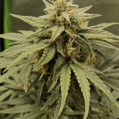 Lemon Haze Auto  growlog timeline photo