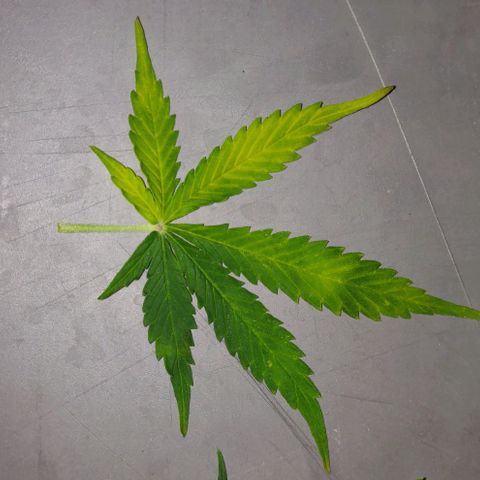 Lemon Haze Auto  growlog photo: Jutta zeigt Vergilbung und rote Blattspitzen/Ränder/Rippen auf. Vor allem im oberen Teil. Deshalb nochmal nachgedüngt - braucht eh noch mindestens eine Woche.