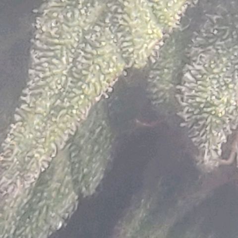 Lemon Haze Auto  growlog photo: Jutta zeigt Vergilbung und rote Blattspitzen/Ränder/Rippen auf. Vor allem im oberen Teil. Deshalb nochmal nachgedüngt - braucht eh noch mindestens eine Woche.