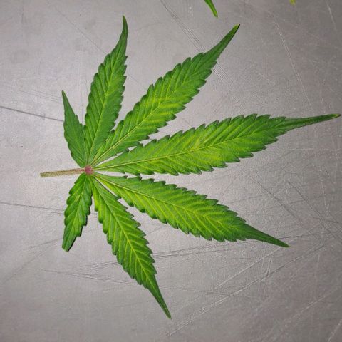 Lemon Haze Auto  growlog photo: Jutta zeigt Vergilbung und rote Blattspitzen/Ränder/Rippen auf. Vor allem im oberen Teil. Deshalb nochmal nachgedüngt - braucht eh noch mindestens eine Woche.
