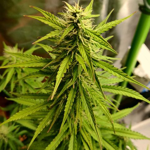 Lemon Haze Auto  growlog photo: Jutta zeigt Vergilbung und rote Blattspitzen/Ränder/Rippen auf. Vor allem im oberen Teil. Deshalb nochmal nachgedüngt - braucht eh noch mindestens eine Woche.