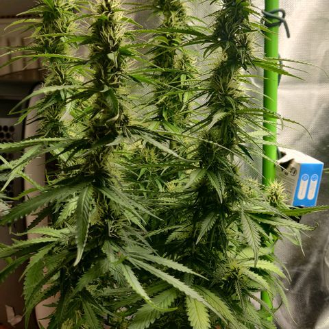 Lemon Haze Auto  growlog photo: Jutta zeigt Vergilbung und rote Blattspitzen/Ränder/Rippen auf. Vor allem im oberen Teil. Deshalb nochmal nachgedüngt - braucht eh noch mindestens eine Woche.