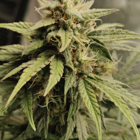 Lemon Haze Auto  growlog photo: Jutta zeigt Vergilbung und rote Blattspitzen/Ränder/Rippen auf. Vor allem im oberen Teil. Deshalb nochmal nachgedüngt - braucht eh noch mindestens eine Woche.