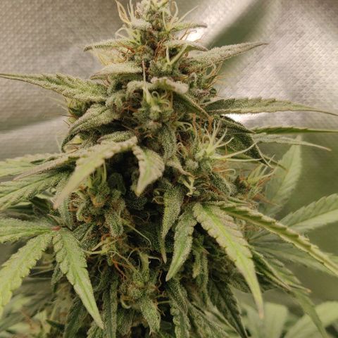 Lemon Haze Auto  growlog timeline photo