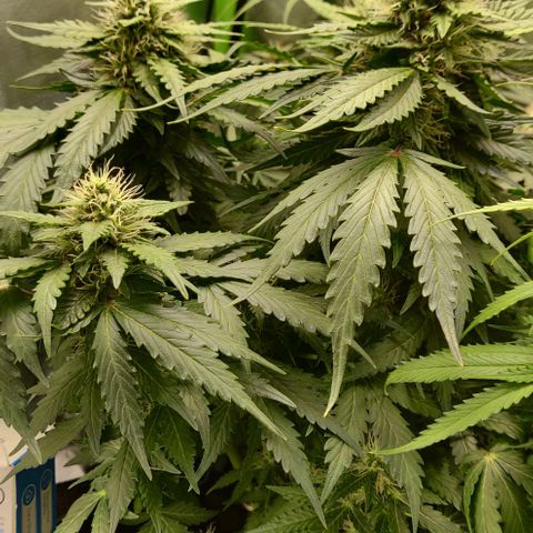 Lemon Haze Auto  growlog timeline photo
