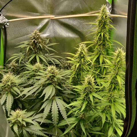 Lemon Haze Auto  growlog timeline photo