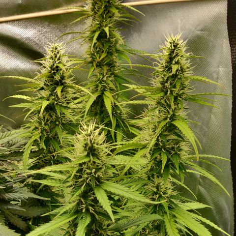 Lemon Haze Auto  growlog timeline photo