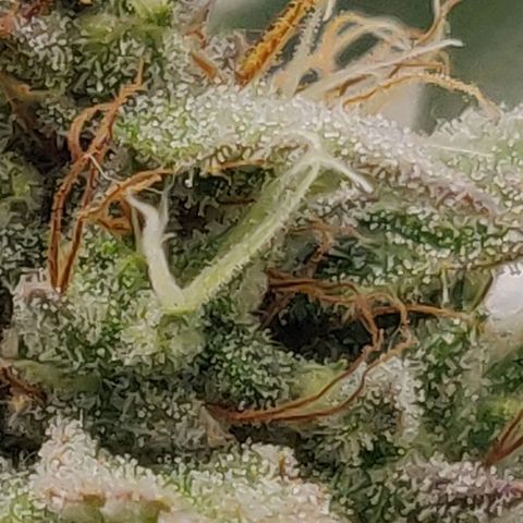 Lemon Haze Auto  growlog timeline photo