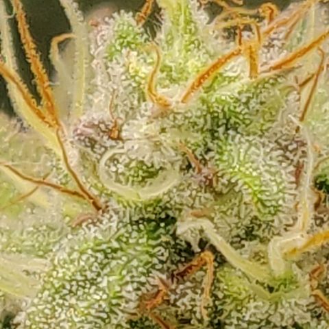 Lemon Haze Auto  growlog timeline photo