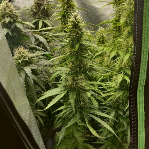 Lemon Haze Auto  growlog timeline photo