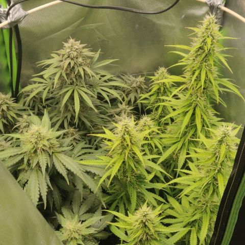 Lemon Haze Auto  growlog timeline photo