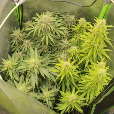 Lemon Haze Auto  growlog timeline photo