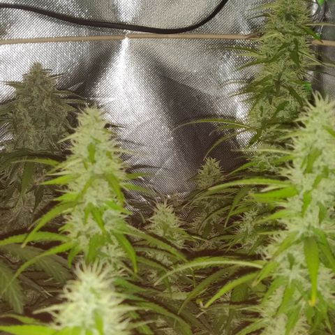 Lemon Haze Auto  growlog timeline photo