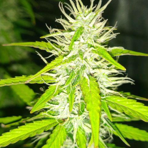 Lemon Haze Auto  growlog timeline photo