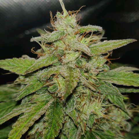 Lemon Haze Auto  growlog timeline photo