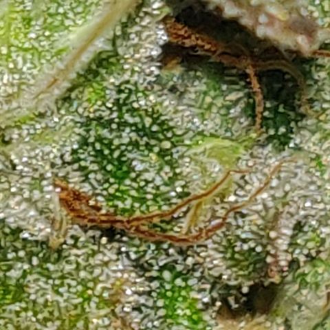Lemon Haze Auto  growlog timeline photo