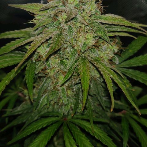 Lemon Haze Auto  growlog timeline photo