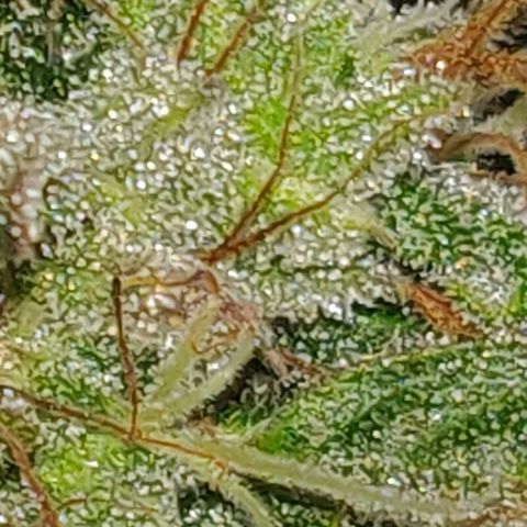 Lemon Haze Auto  growlog timeline photo