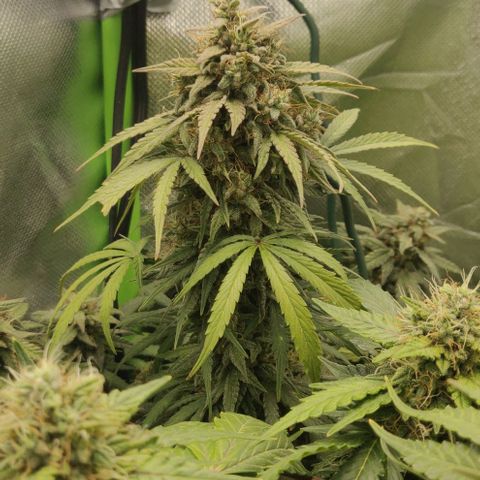 Lemon Haze Auto  growlog timeline photo