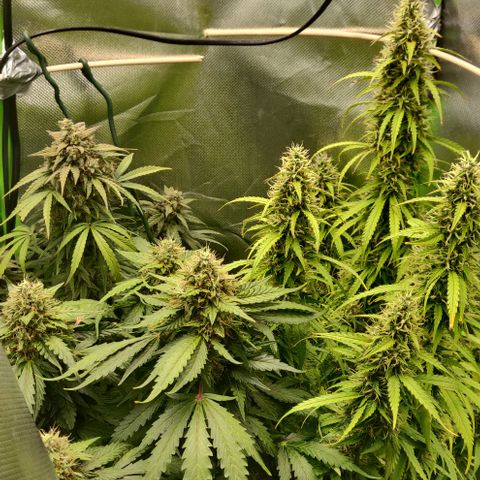 Lemon Haze Auto  growlog timeline photo
