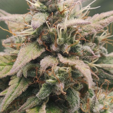 Lemon Haze Auto  growlog timeline photo