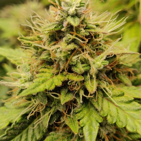 Lemon Haze Auto  growlog timeline photo