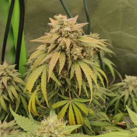 Lemon Haze Auto  growlog timeline photo
