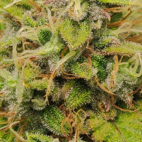 Lemon Haze Auto  growlog timeline photo