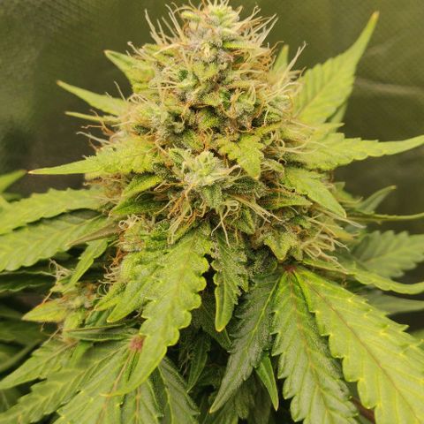 Lemon Haze Auto  growlog timeline photo